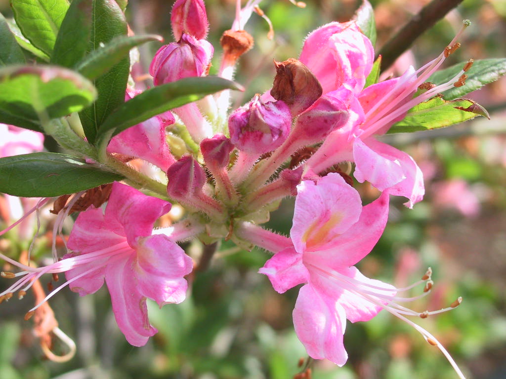 Azalea pontica - rosa gestreift,spaet.jpg